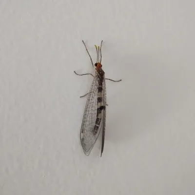 Antlions