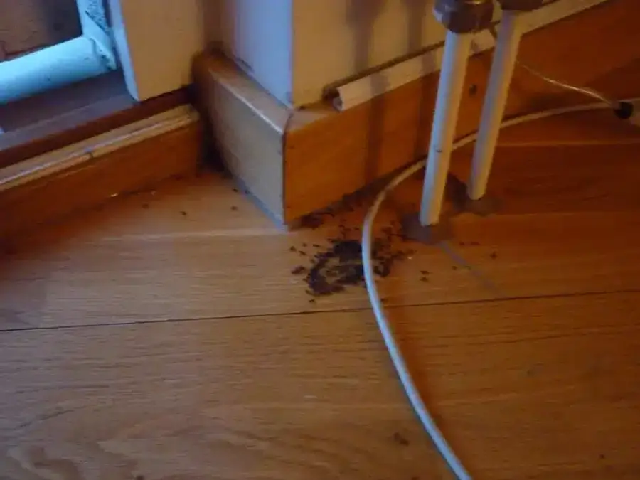 Ants clustered in a room corner near the baseboard