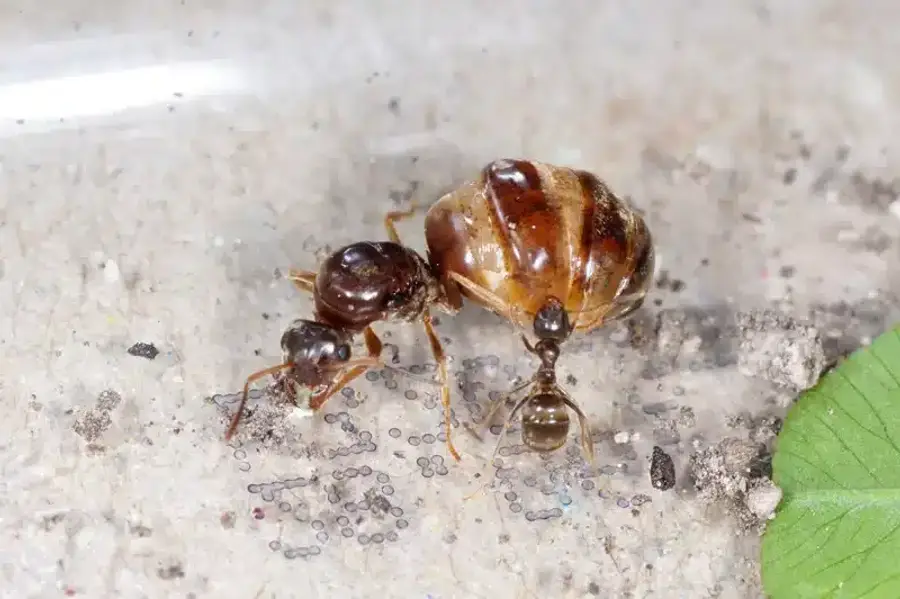 Ants with a bed bug