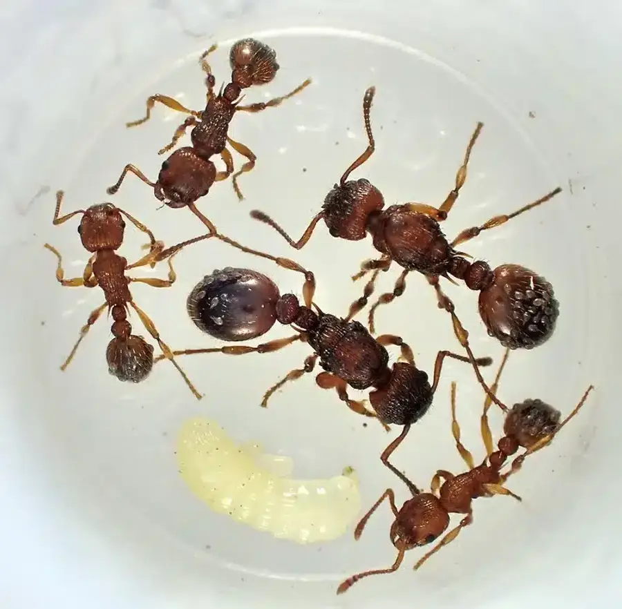Ants tending larvae in a nest showing different life stages