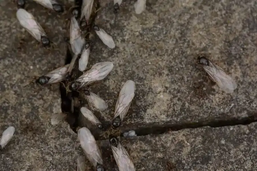 Winged termites and ants on stone