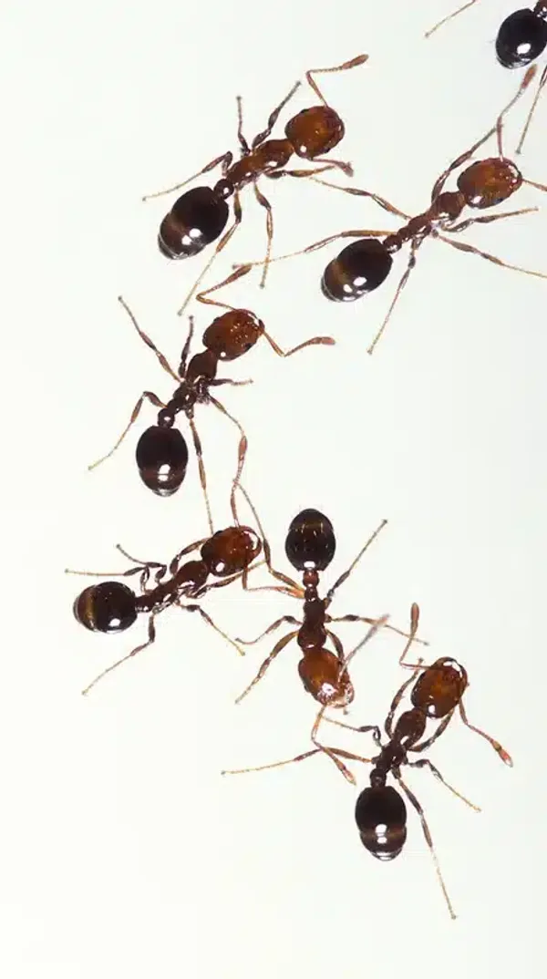 Fire Ants vs Red Ants: How to Identify and Control These Pests