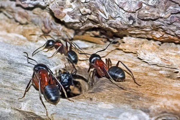 Close-up of ants showing their segmented bodies, bent antennae, and six legs