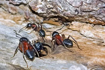 Ants
