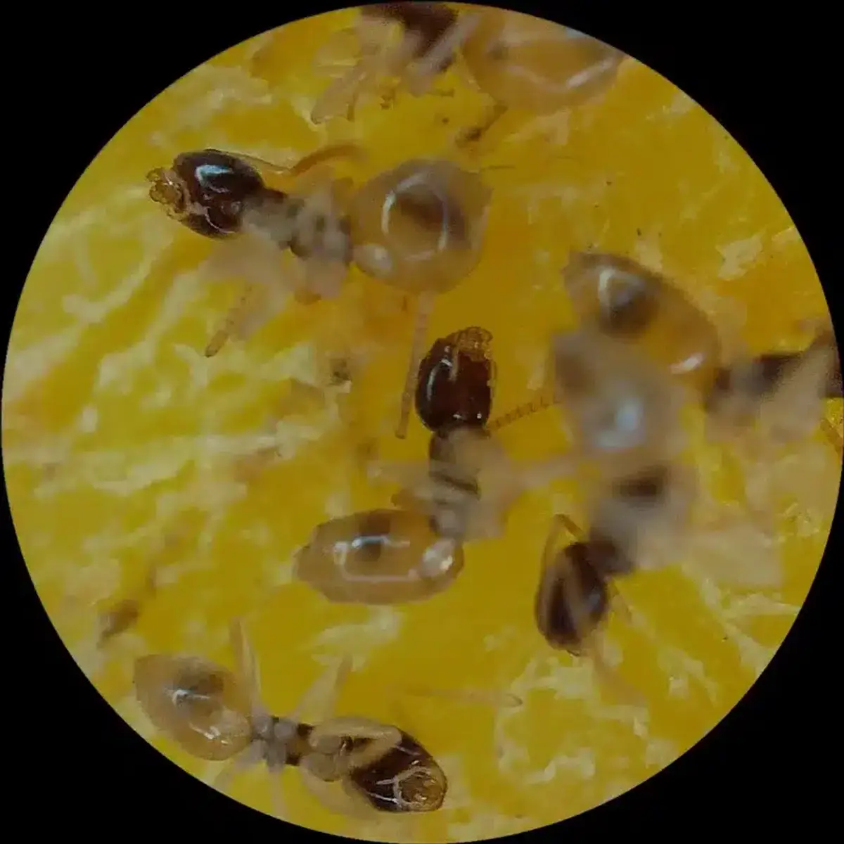 Ants feeding on a sweet food source