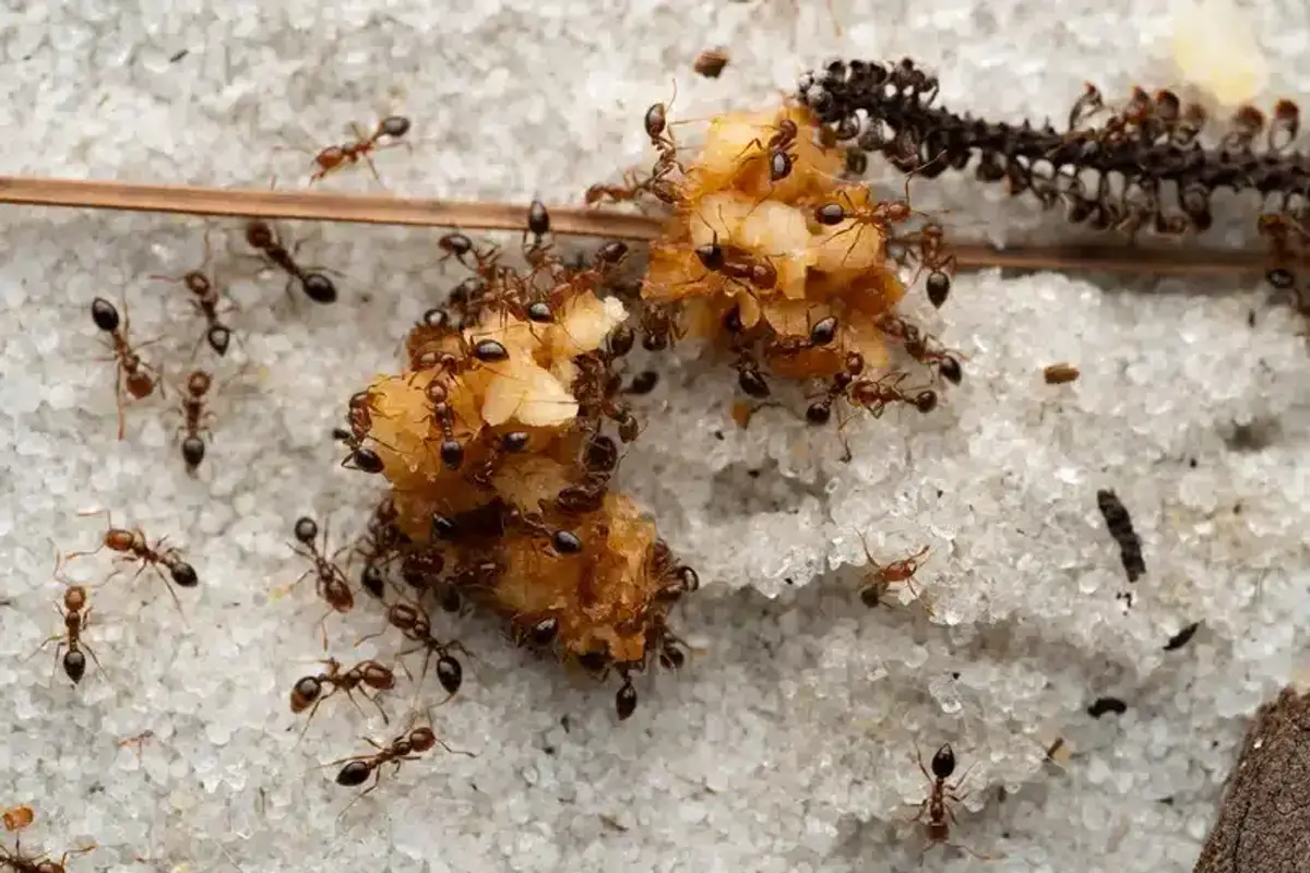 Ants feeding on a sugar source near a home, showing natural foraging behavior