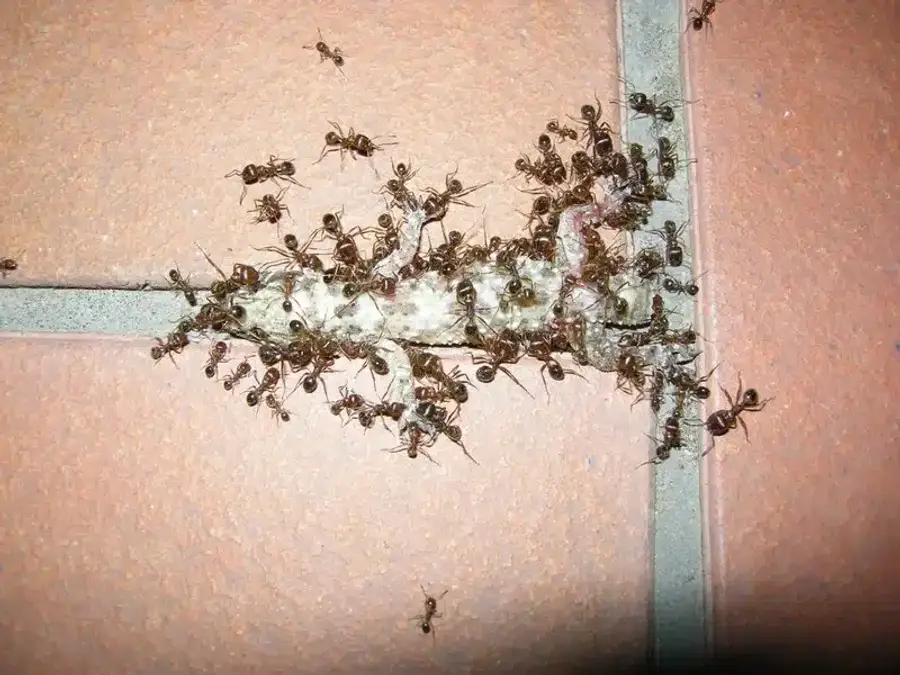 Many ants on a food source