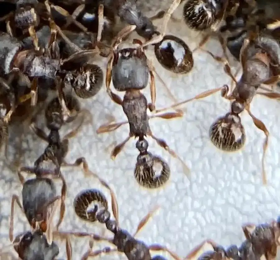 Group of ants showing social interaction and cooperation