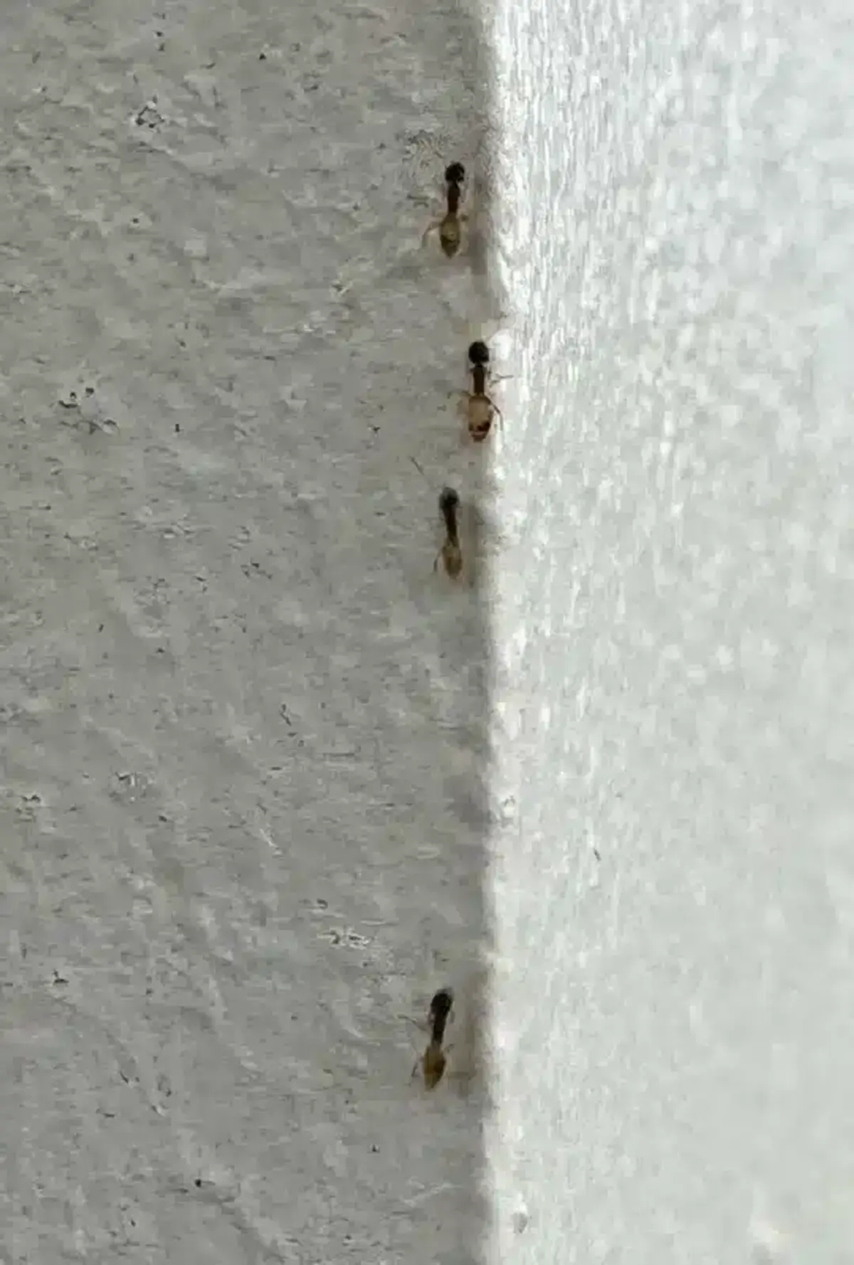 Column of small, light-brown ants traveling along the edge of a white textured wall