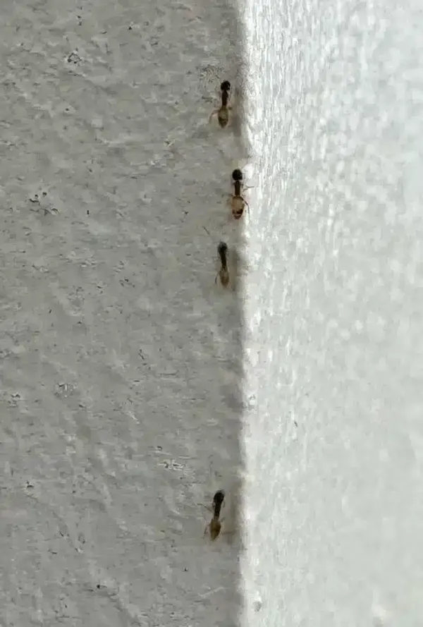 How to Get Rid of Ants in Bathroom: Easy 5-Step Solution