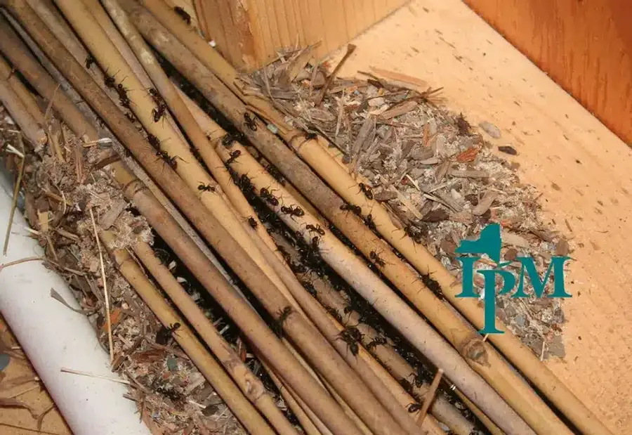Ants crawling on wooden beams inside a structure