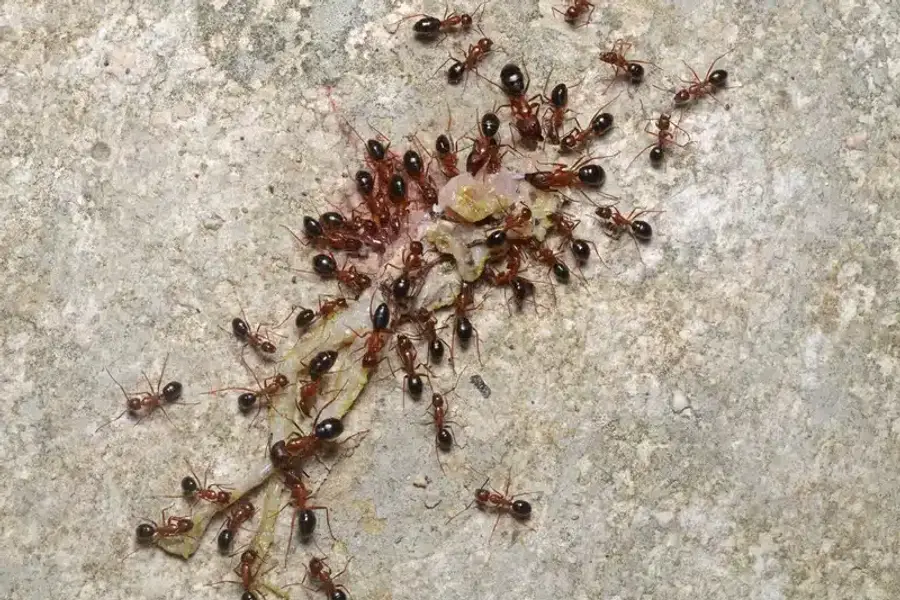 Ants gathering food on a surface