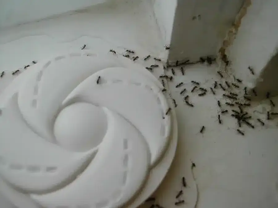 Numerous ants gathered on a window sill