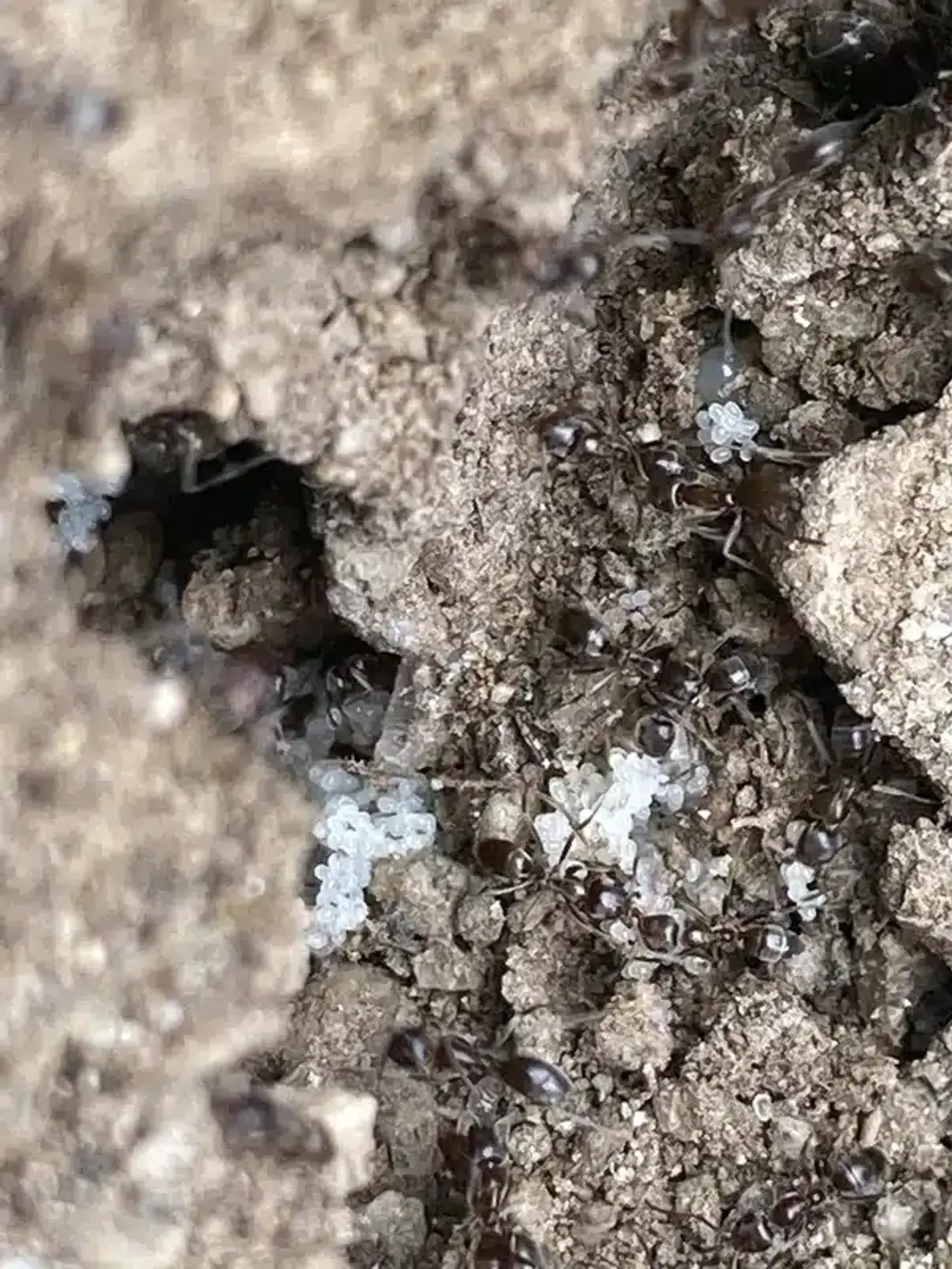 Close-up view of ants with eggs and larvae inside their nest