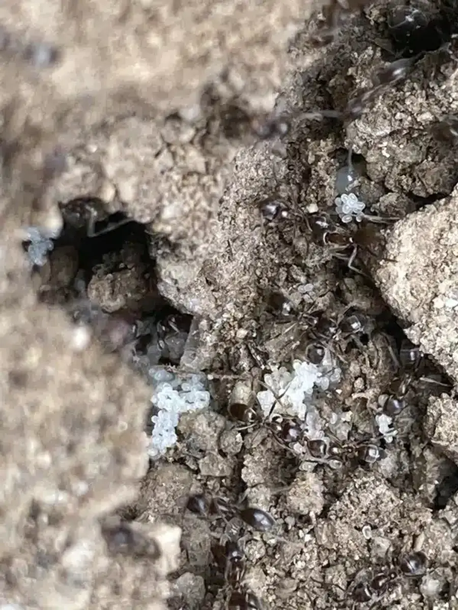 High-resolution image of ant nest with visible eggs