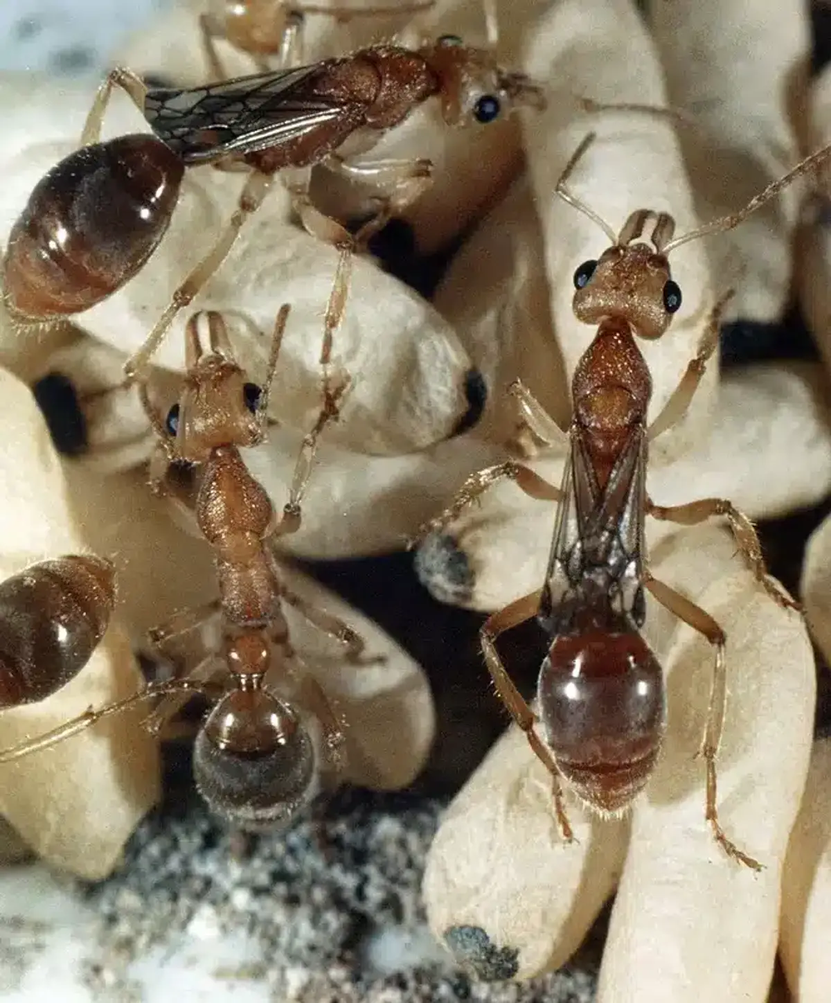Worker ants tending eggs and larvae inside a nest