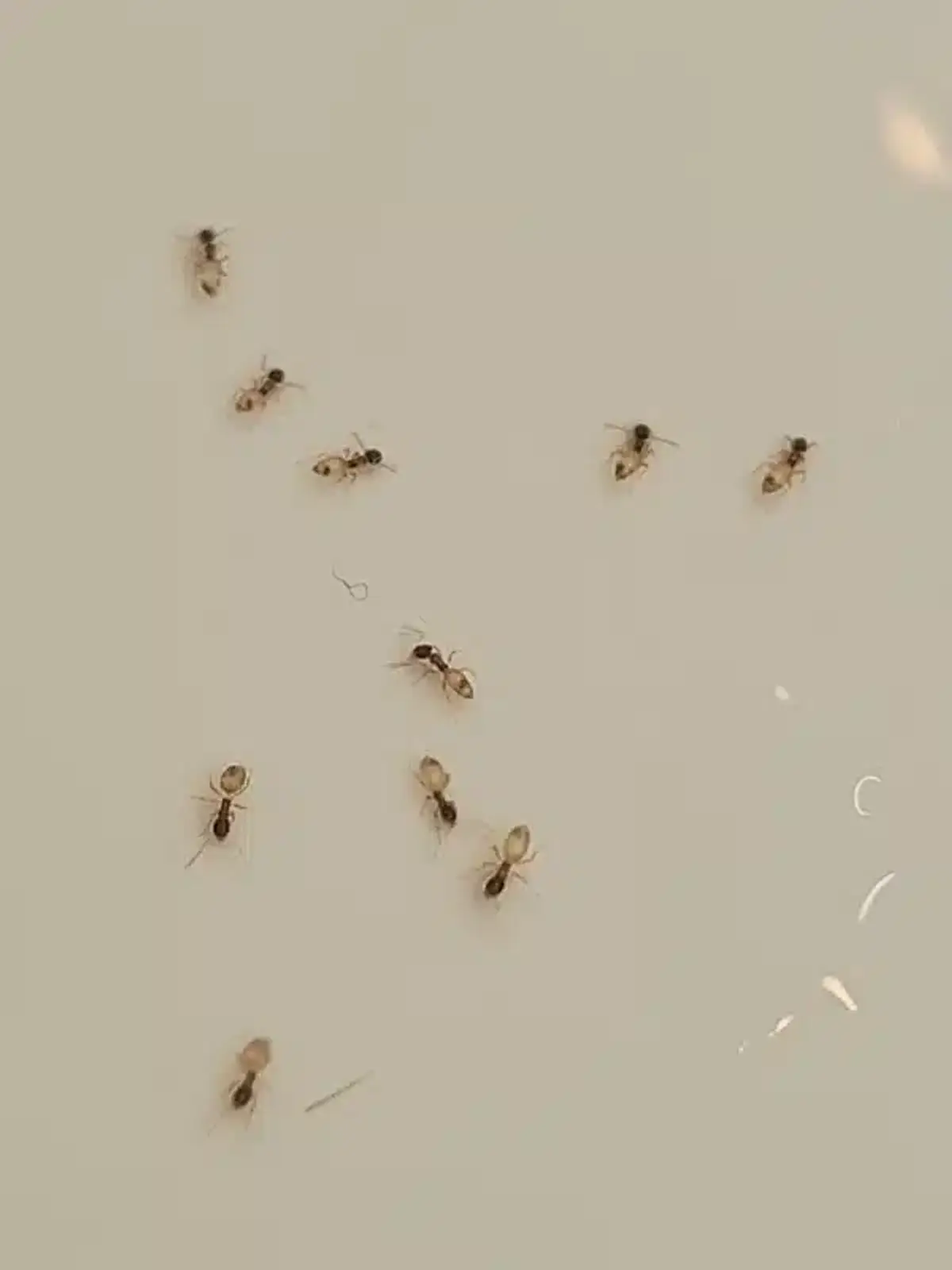 Small pale ants scattered on a white indoor bathroom surface - use this if you need an image depicting ants actually in a bathroom setting.