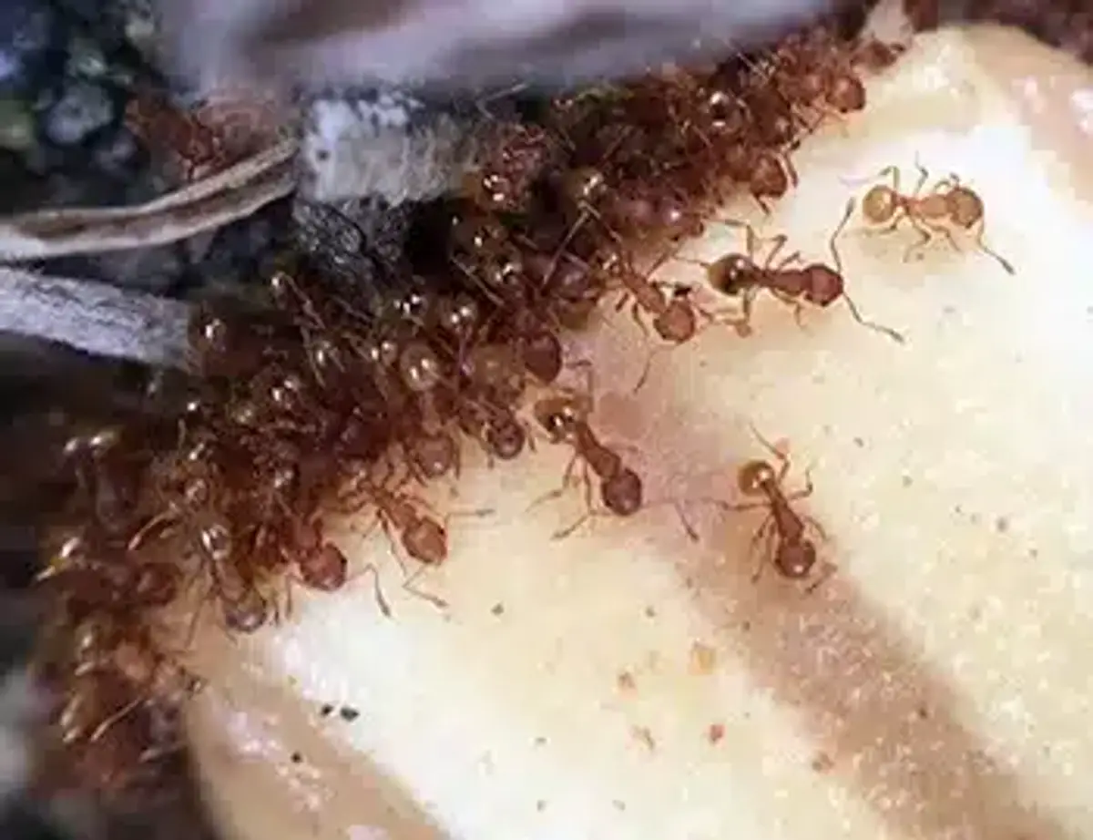 Group of small ants on fruit