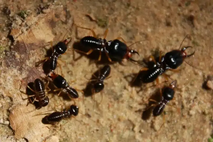 Close-up of ants on soil