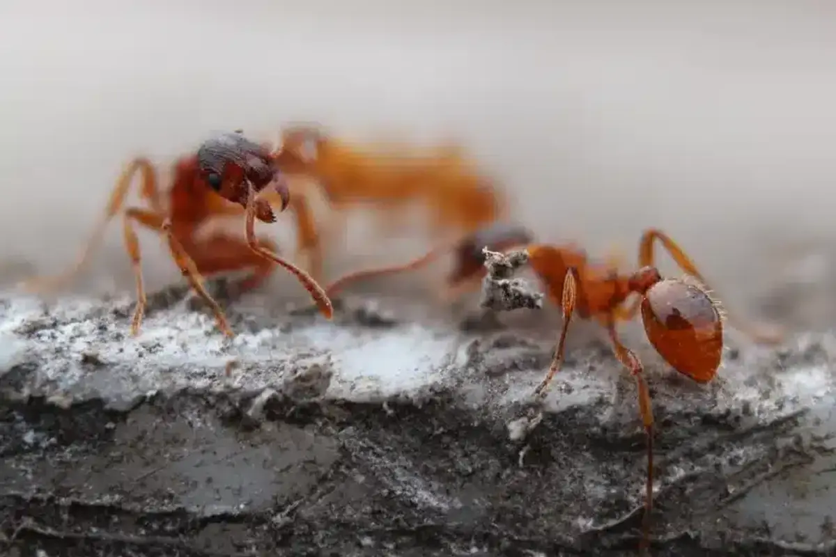 Close-up of two ants on surface