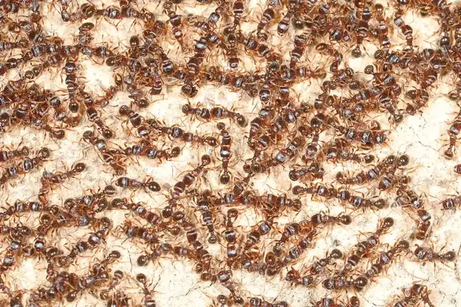 Multiple ants scattered across a surface showing typical activity patterns