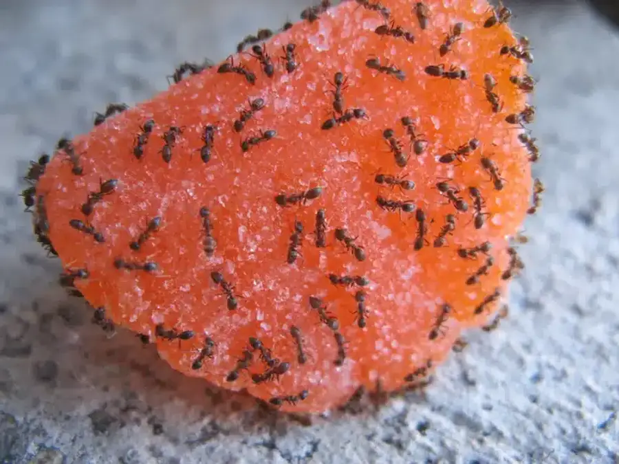 Many ants swarming a piece of candy showing their attraction to sugar