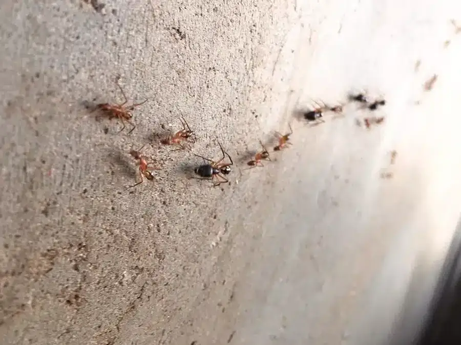 Ants crawling on a wall surface near a crack