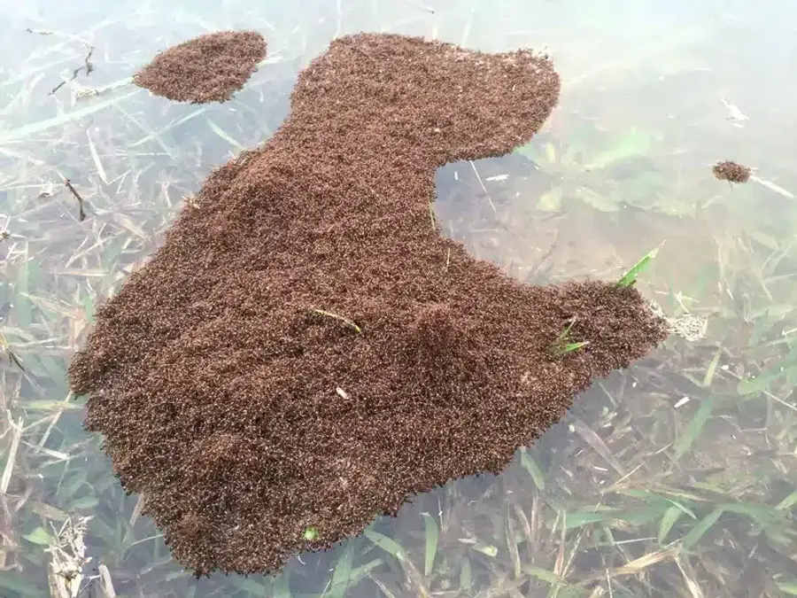 Ant Identification Chart: Types of Household Pests & Control