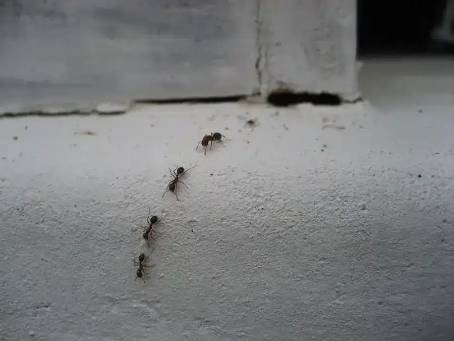 Ants on a white surface