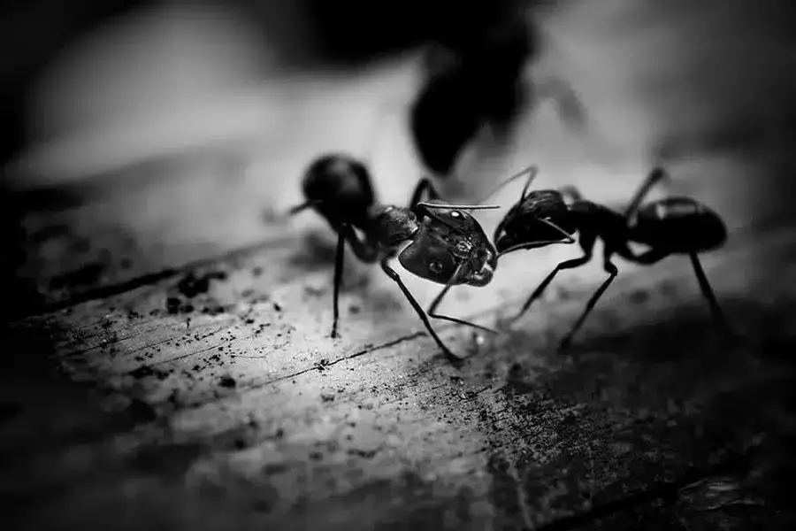 Two ants crawling on a wooden surface