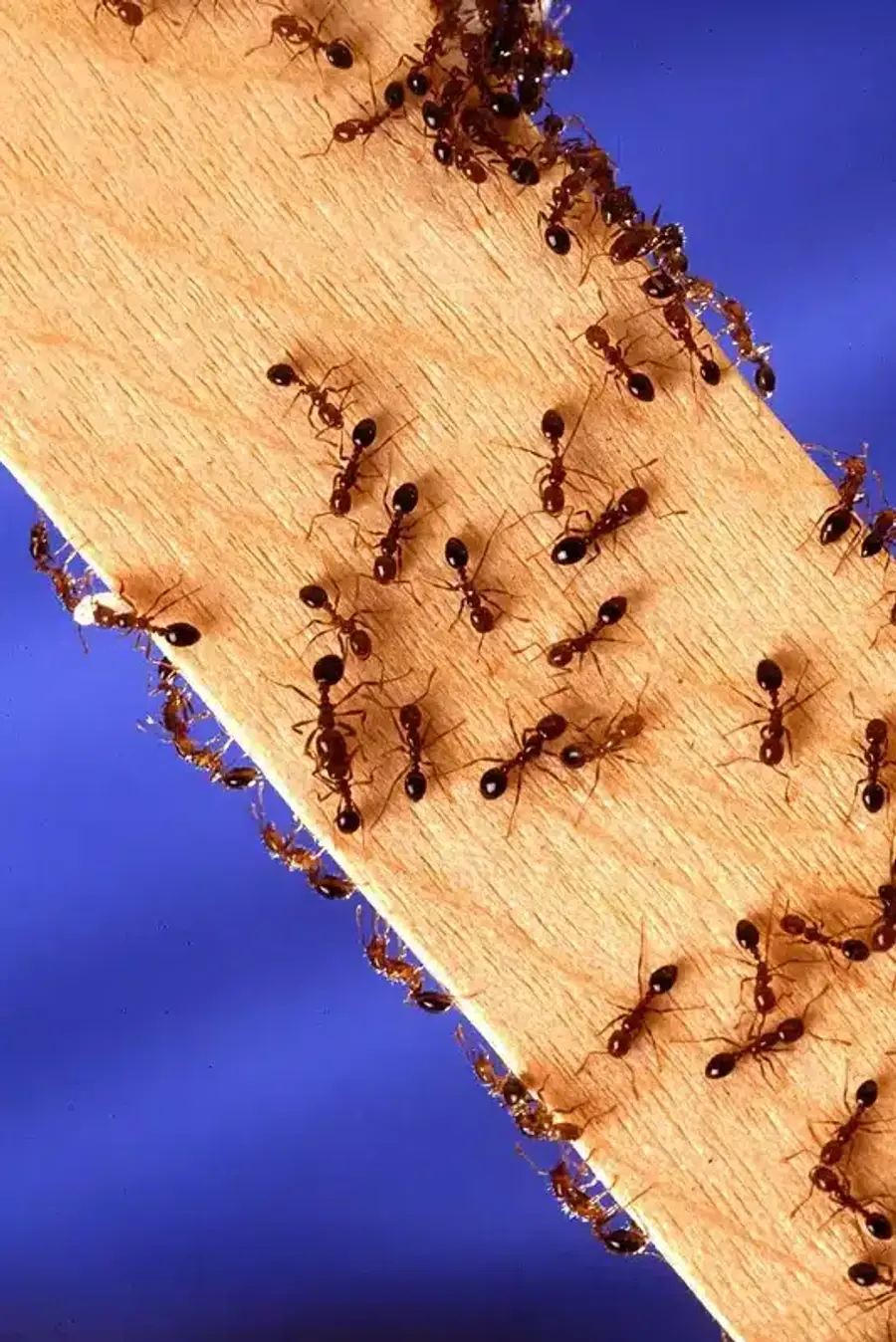 Carpenter ants crawling on wood