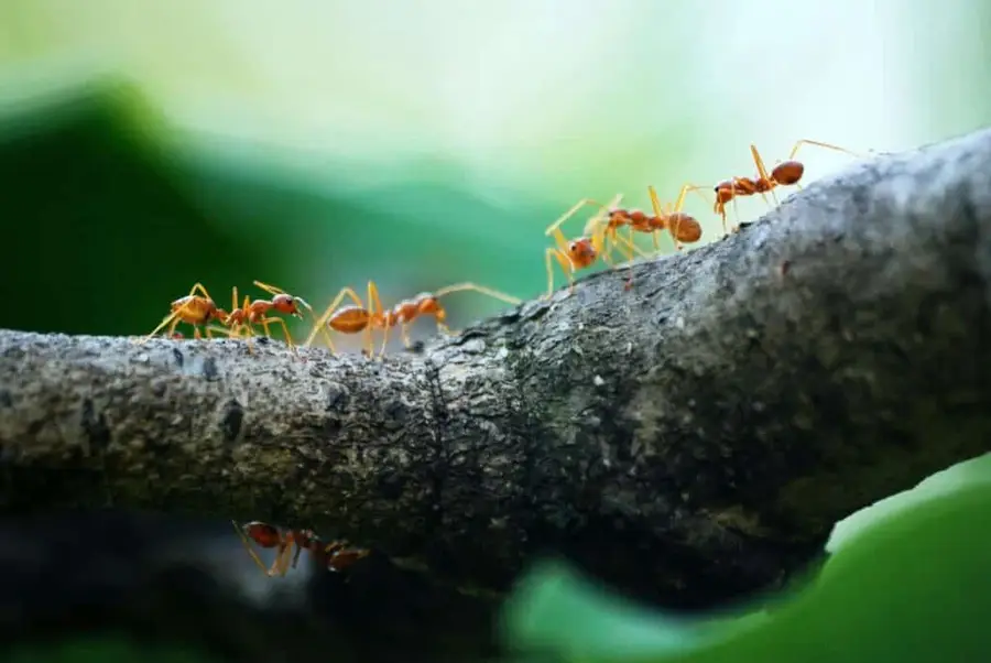 Ant trail on a branch showing foraging behavior