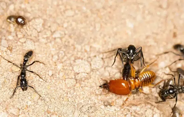 Termites vs Ants: Spot the Difference & Protect Your Home