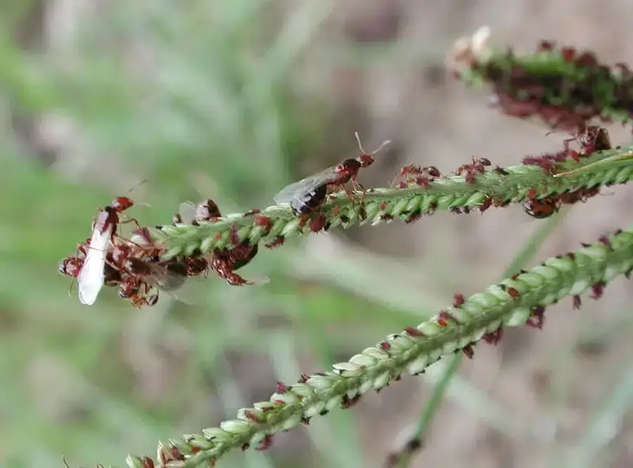 Ants with wings on green stem
