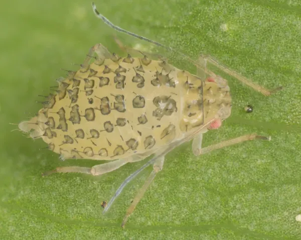 Close-up of a spotted aphid on a green leaf showing its pear-shaped body and long legs