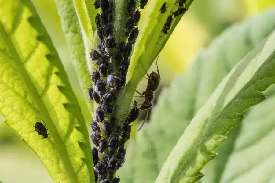 Aphids and an ant on a plant stem