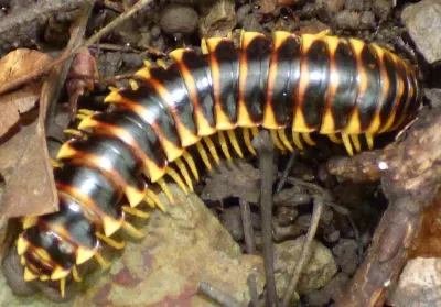 Appalachian Mimic Millipedes