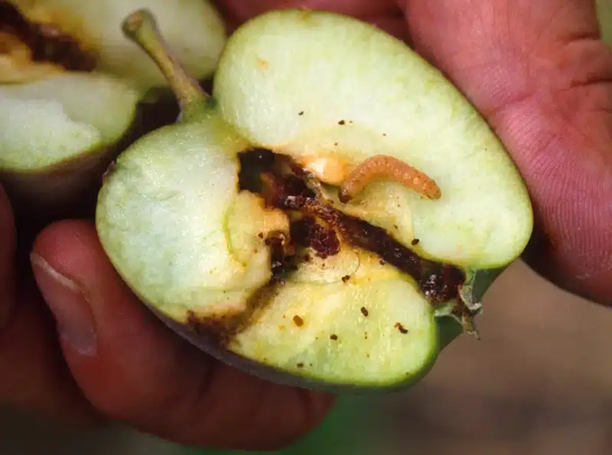 Apple with visible worm infestation
