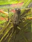 Aquatic Insects