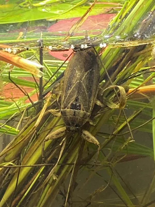 Giant water bug in its natural aquatic habitat among vegetation