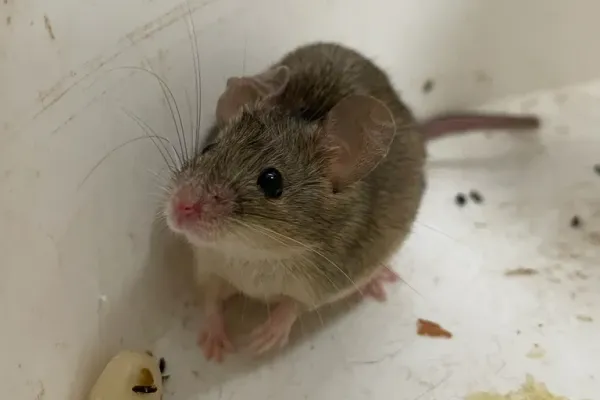 Are Mice in Walls Dangerous? Yes, Here Are the 5 Real Risks