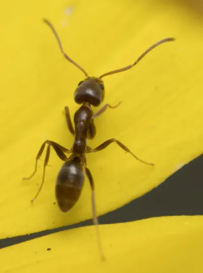 Top-down view of an Argentine ant on a yellow flower petal showing its light brown coloring and segmented body