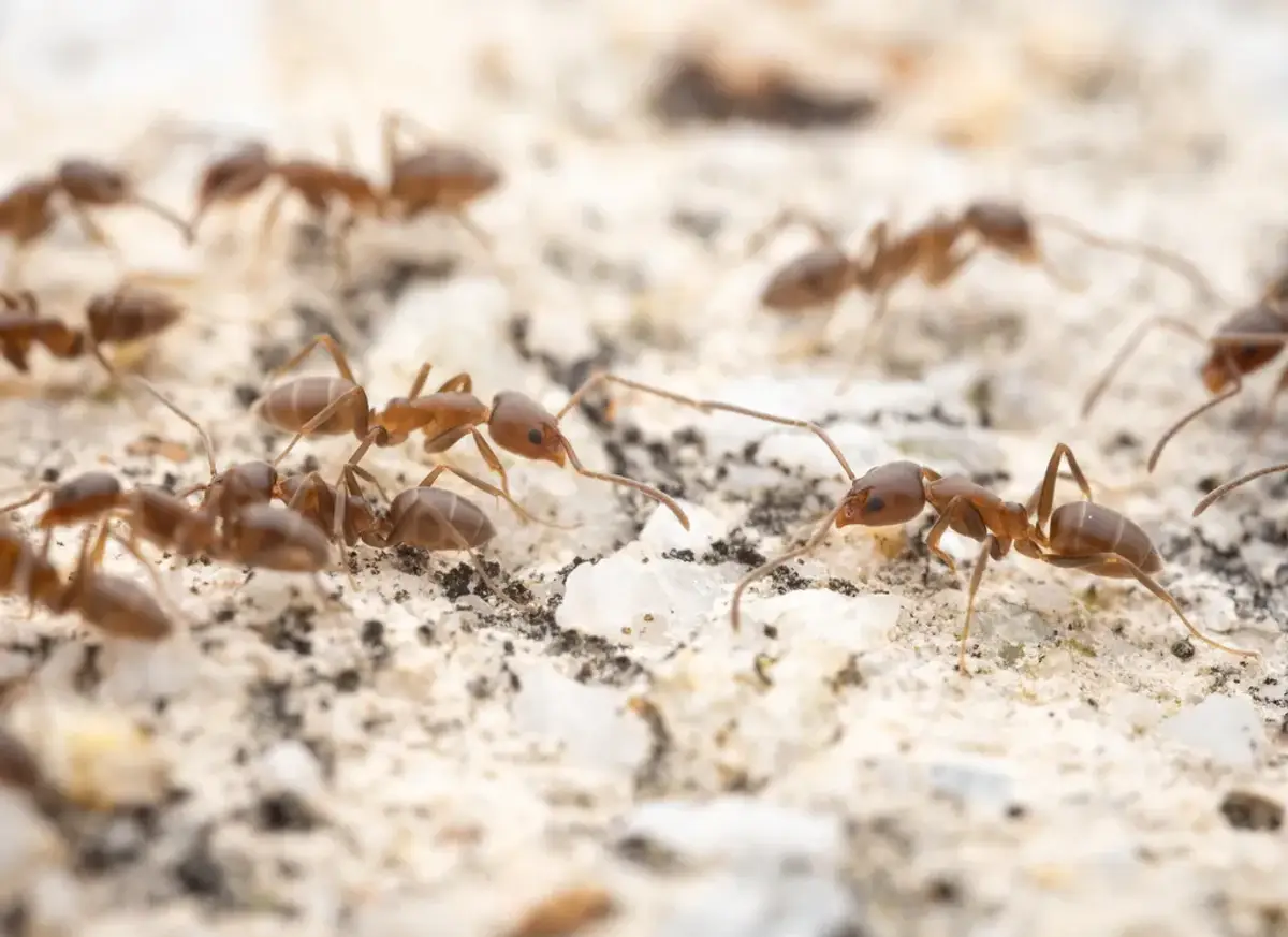 Argentine ant workers following a scent trail across a pale surface