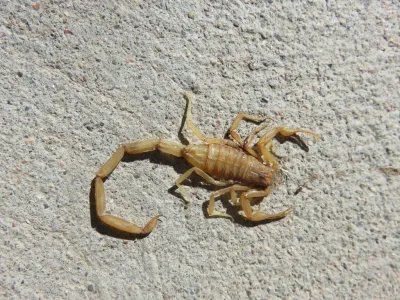 Top-down view of an Arizona bark scorpion on a concrete surface showing its slender body and long thin tail