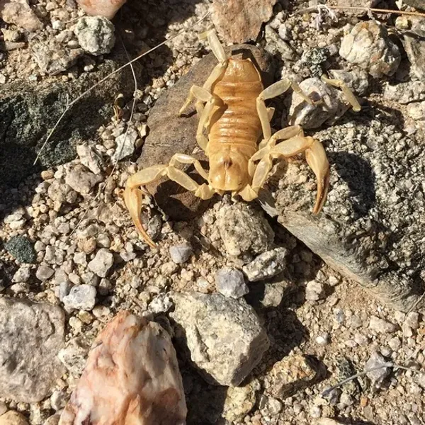 Top-down view of an Arizona hairy scorpion on rocky desert ground showing its full body, yellow pincers, legs, and segmented tail