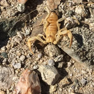 Arizona Hairy Scorpions