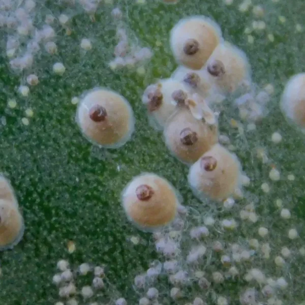 Close-up of armored scale insects showing round protective shells on a green leaf surface