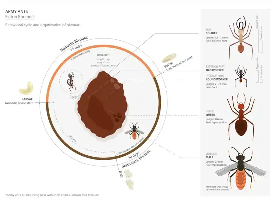 Diagram of army ants and their bivouac
