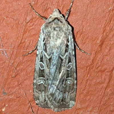 Army Cutworm