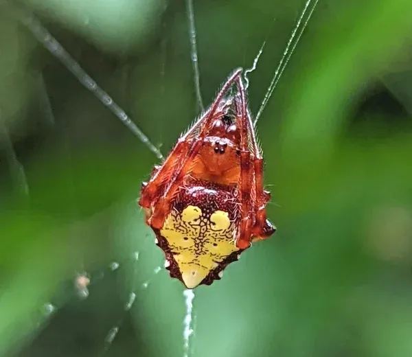 Arrowhead spider resting head-up in its orb web showing the red-brown triangular abdomen and yellow triangle marking